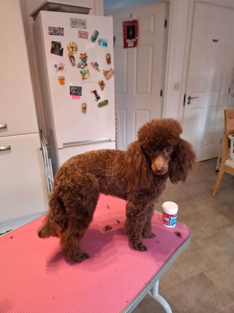 Chocolate Toy Poodle Available Now