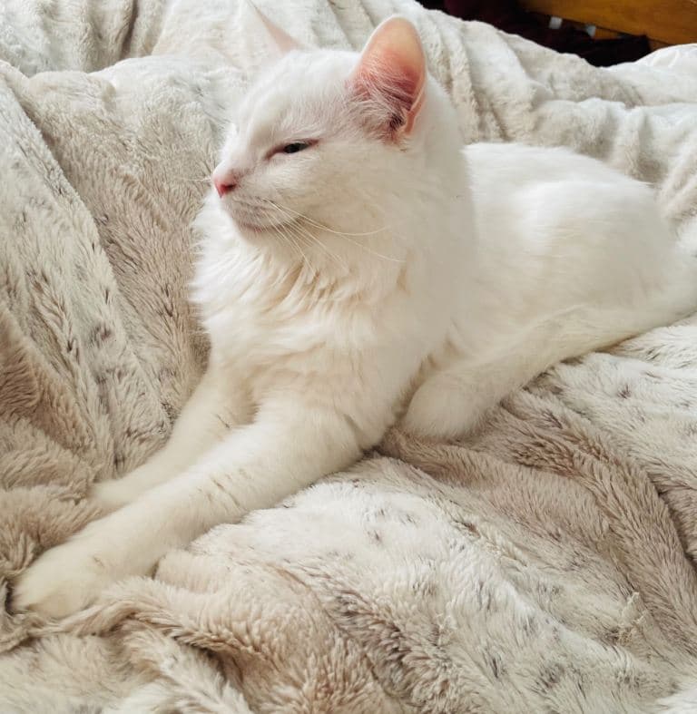 Loving Home Needed for Simba