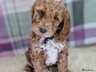 Your Next Furry Family Member Awaits! Cockapoo