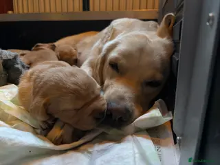 One darling Fox Red Labrador boy left