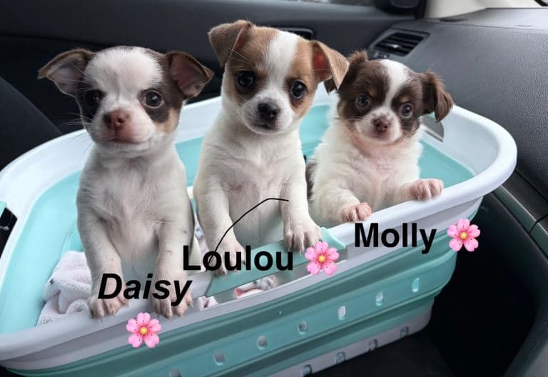 Adorable Chihuahua Puppies