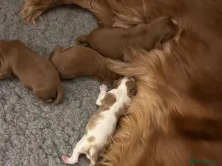 RKC Registered Cavalier King Charles Ruby Puppies