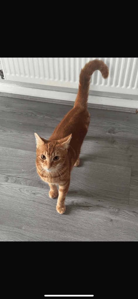 Orange Kitten Ready for Adoption