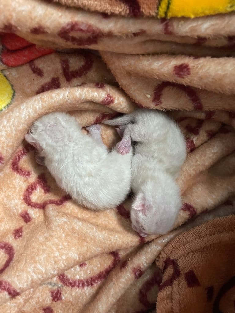 Beautiful Pedigree Bengal Kittens