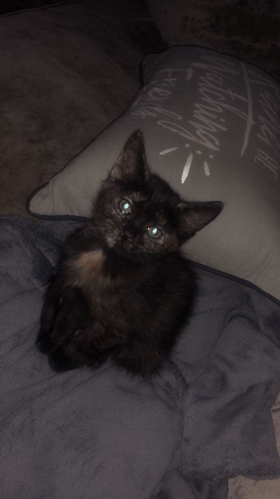 Beautiful Girl - 5 Months Old