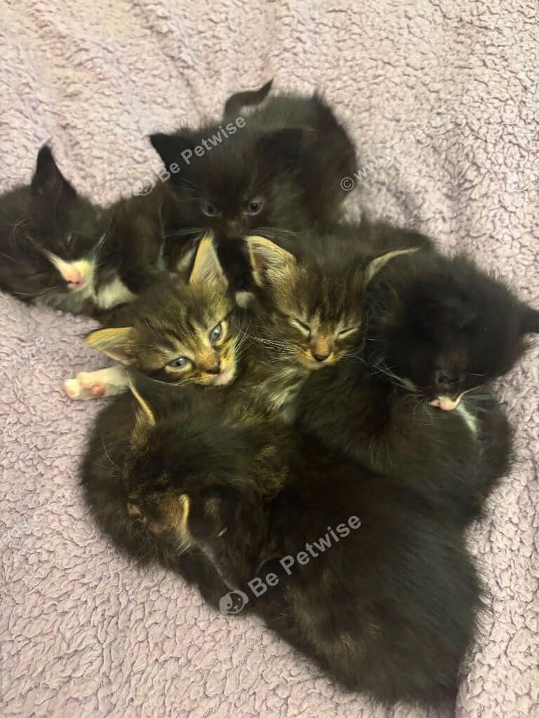Gorgeous 3/4 Maine Coon Kittens for Sale