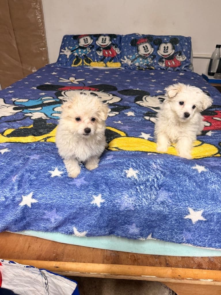 Maltese Mix Puppies Ready for New Homes