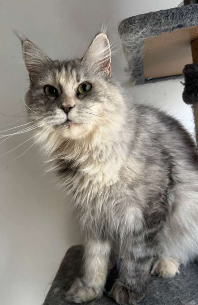 TICA Registered Maine Coon Female
