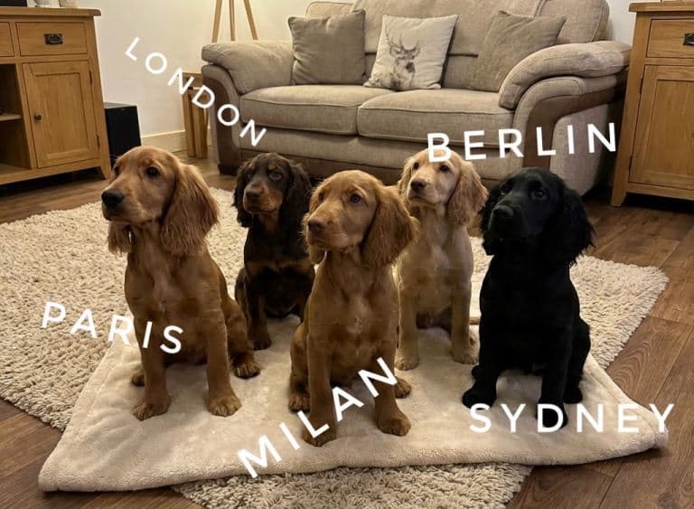 Your New Best Friend is Waiting! Adorable Cocker Spaniel Puppies