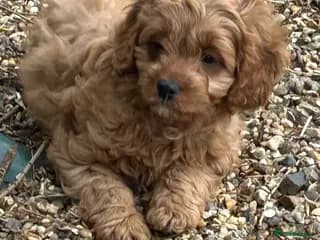 Beautiful Cavapoo pups