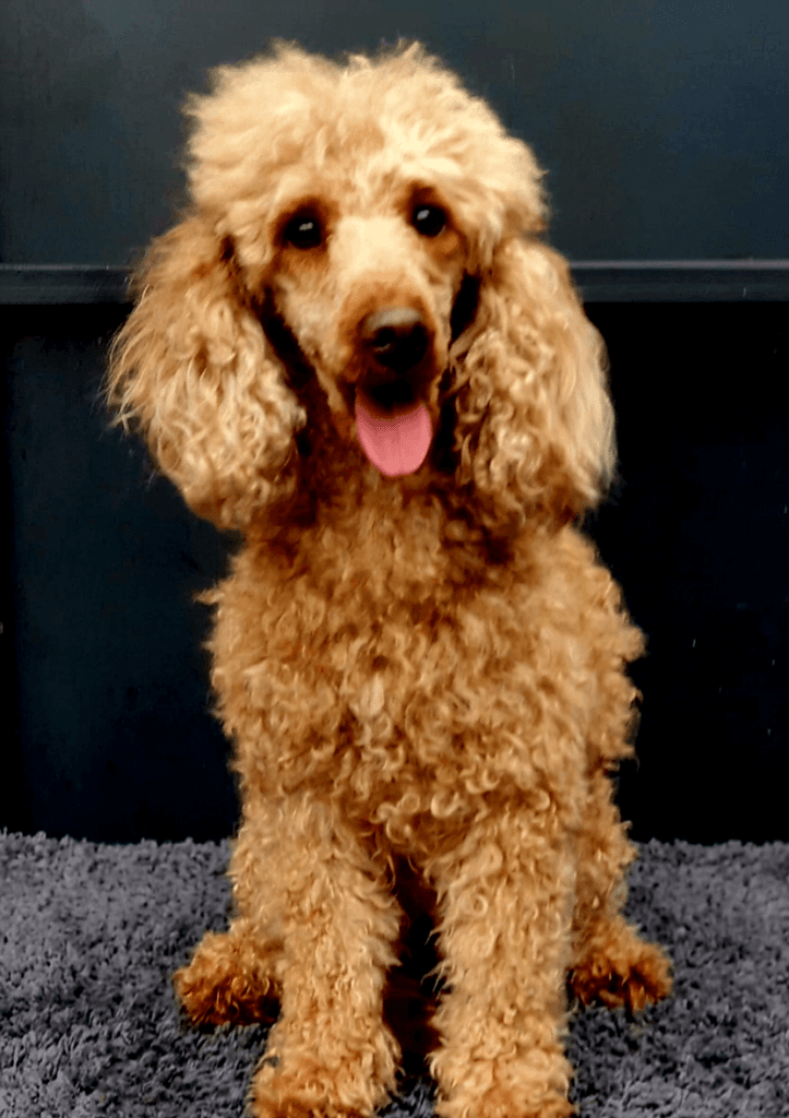 Miniature Poodle for Sale