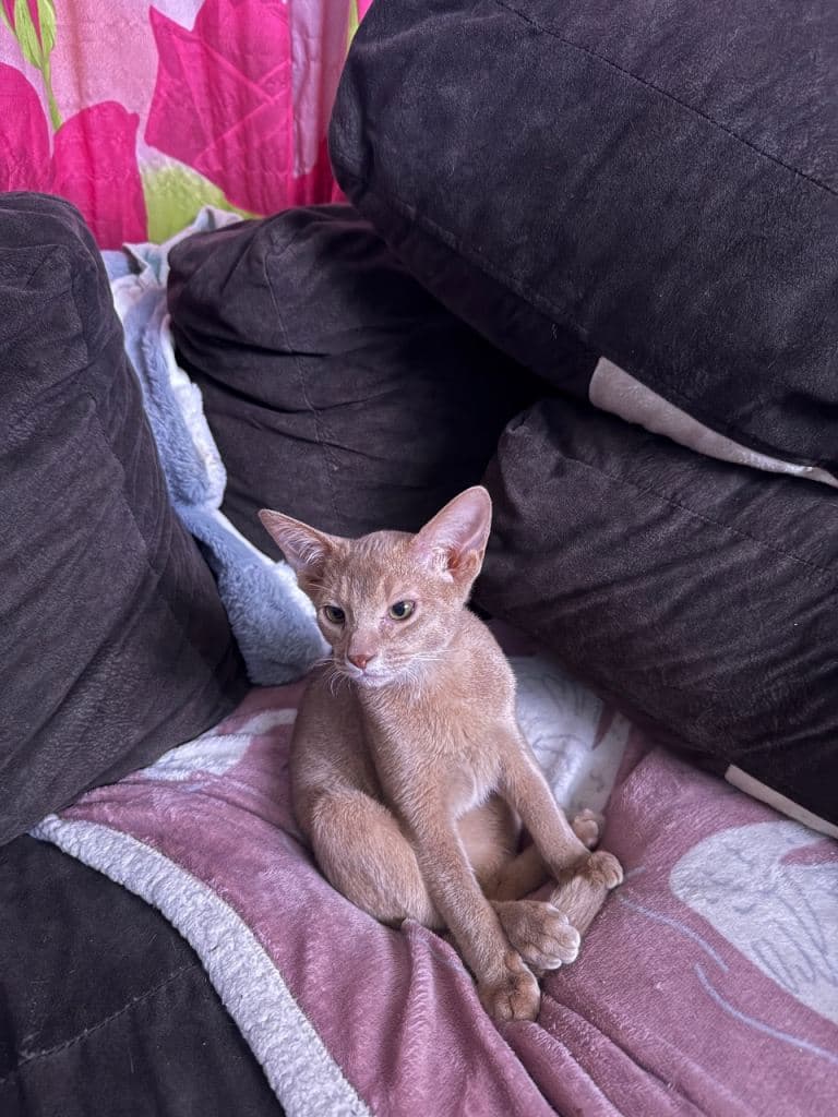 Fawn Boy Kitten Ready for a Loving Home