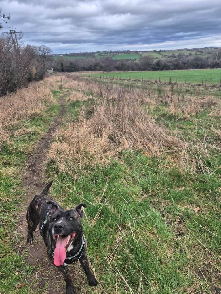 Staffy x Gerberian Shepsky for Adoption