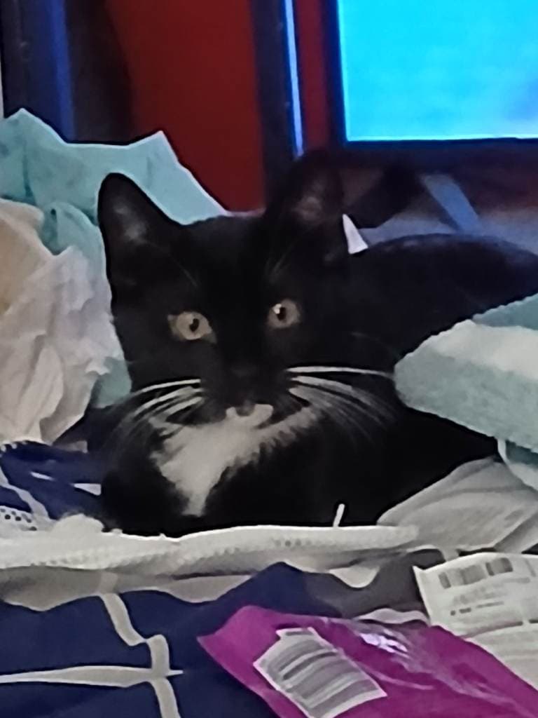 4 Month Old Male Kitten Ready for Adoption