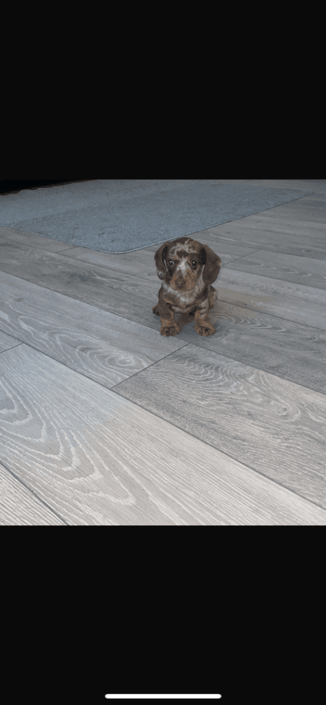 Miniature Sausage Dog Bitch - 7 Weeks Old