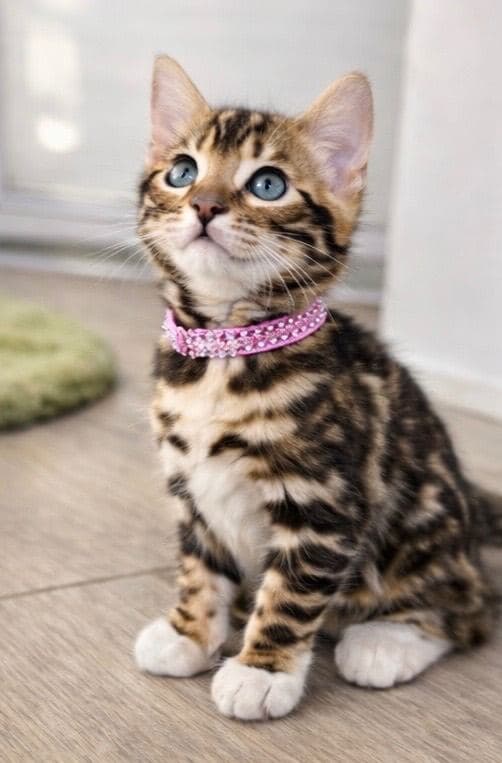 Last Marbled Bengal Kittens