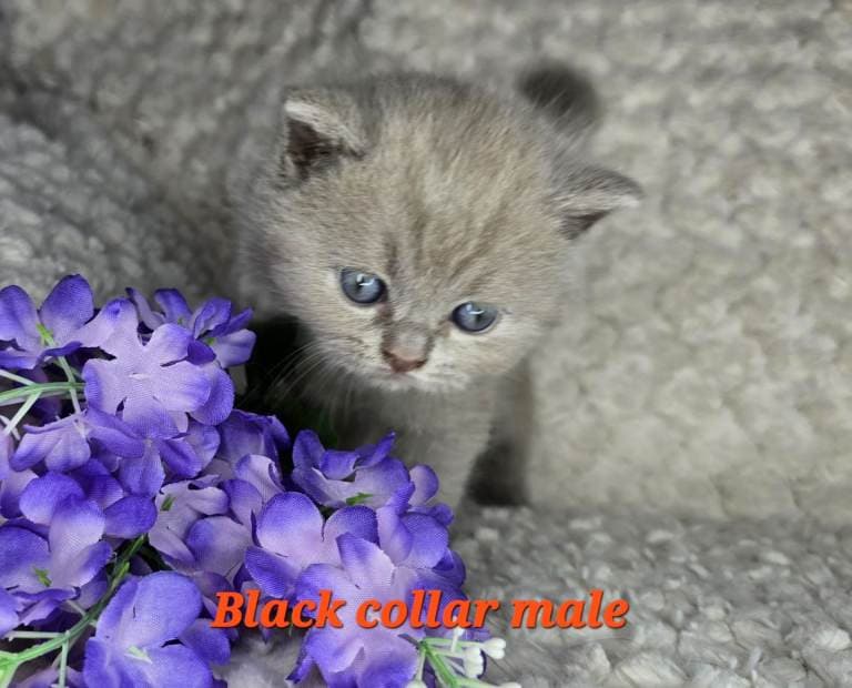 Purebred British Shorthair Kittens