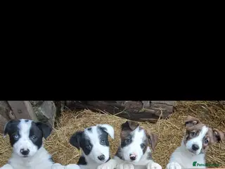 Border Collie pups. Ready now.