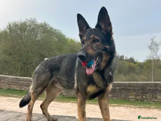 5-Year-Old Neutered Working Line German Shepherd