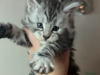 TICA Registered Maine Coon Kittens