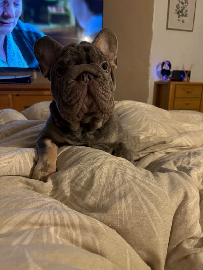 Male French Bulldog - 9 Months Old