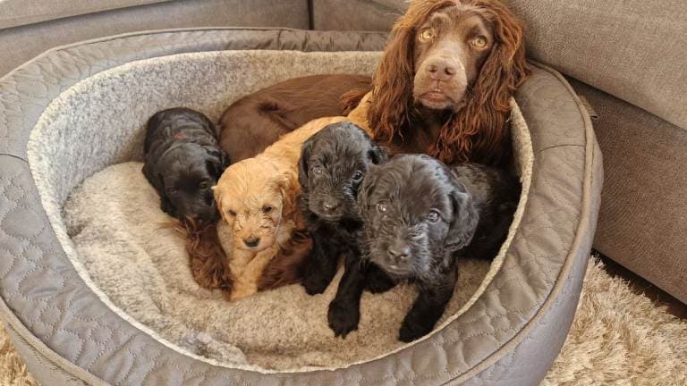 Cockapoo Puppies Ready to Leave in 3 Weeks