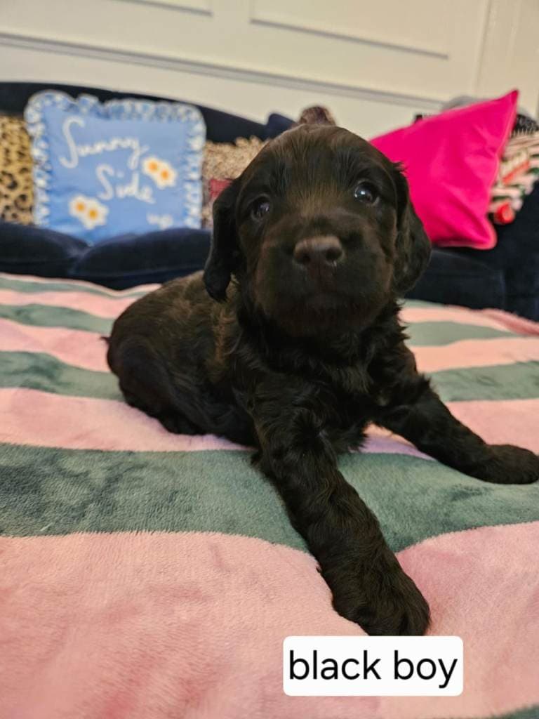 Puppy for Sale - 9 Weeks Old