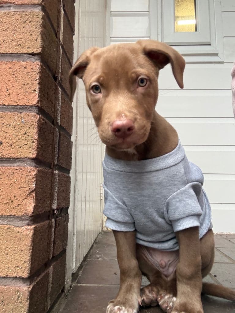 Male Puppy Ready for Adoption