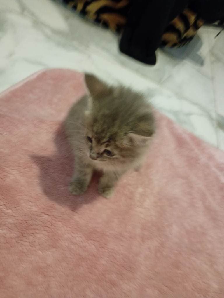 Medium Hair Kitten Available