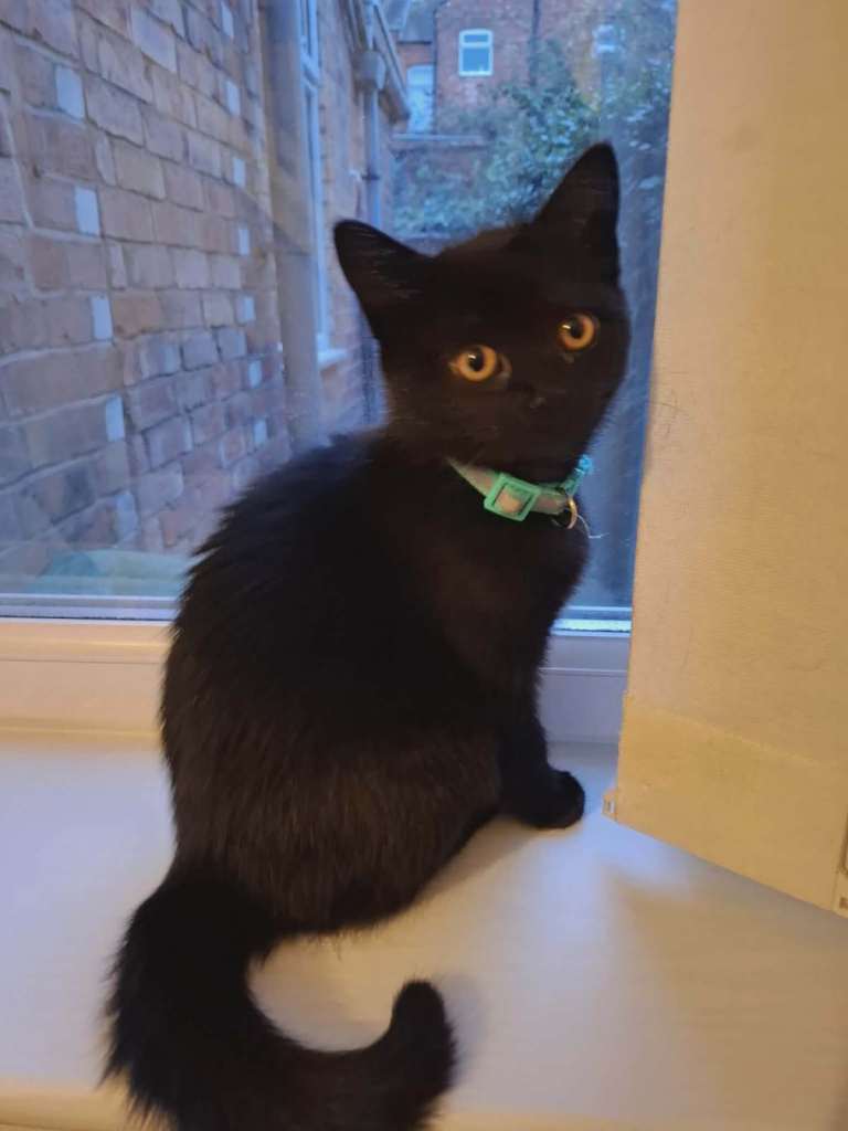 Adorable Female Mixed British Shorthair Kittens Looking for Loving Homes