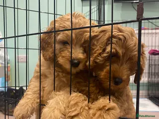 Last 2 Mini Double Doodles Available