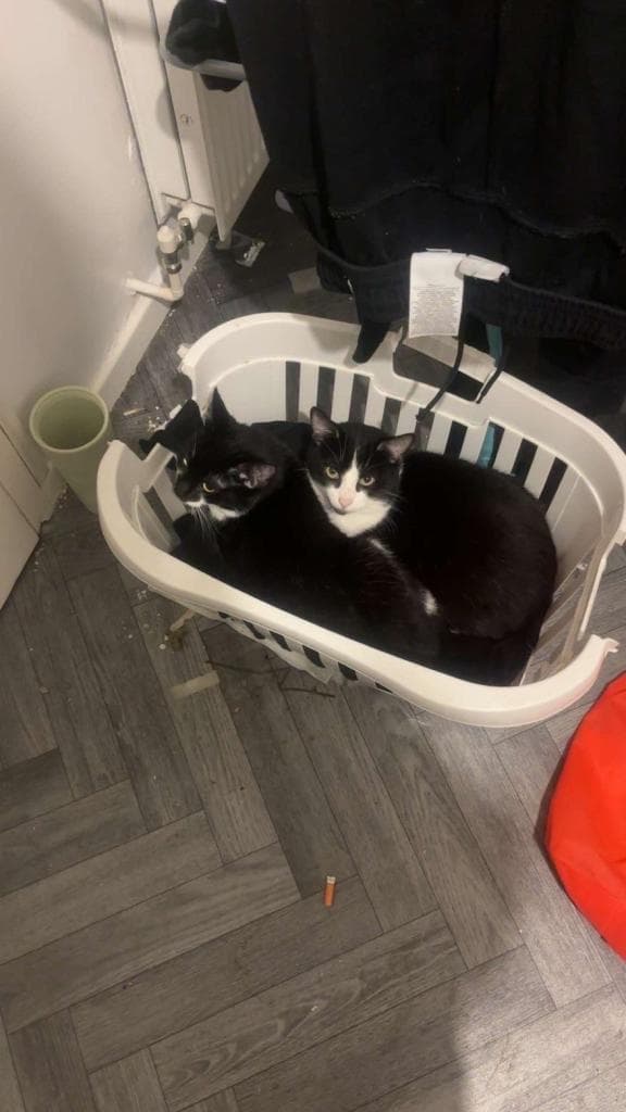 12 Brothers Available for Adoption