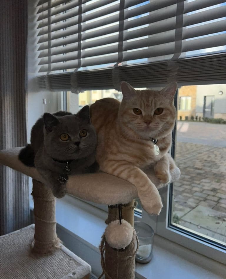 British Shorthair Kittens for Sale