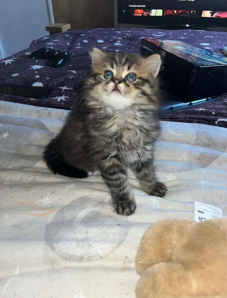 3 Kittens Ready for Adoption