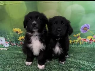 Australian Shepherd x Golden Retriever Puppies