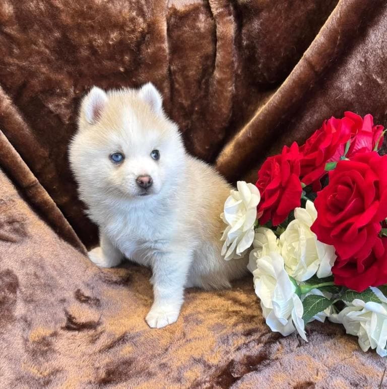 Blue Eyed Toy Sized Pomsky - Grey/Sable