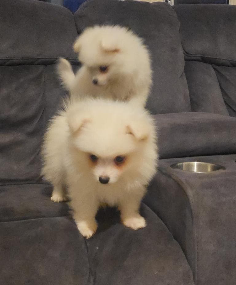 9 Pomeranian Puppies Ready to Leave Now