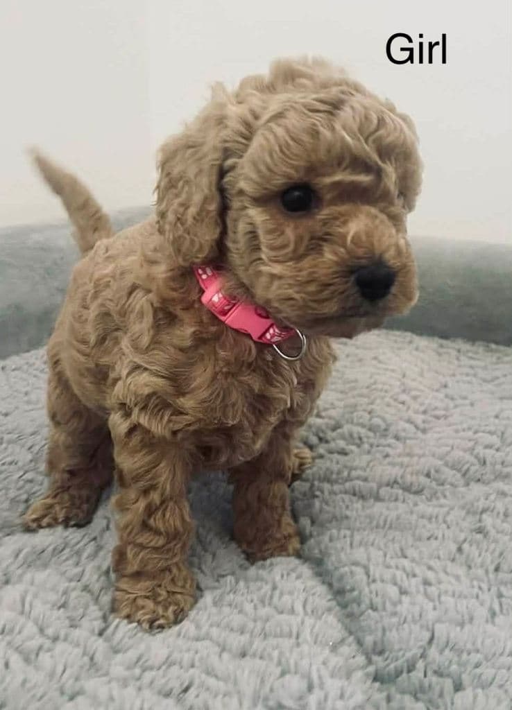 Cockapoo Puppies Available