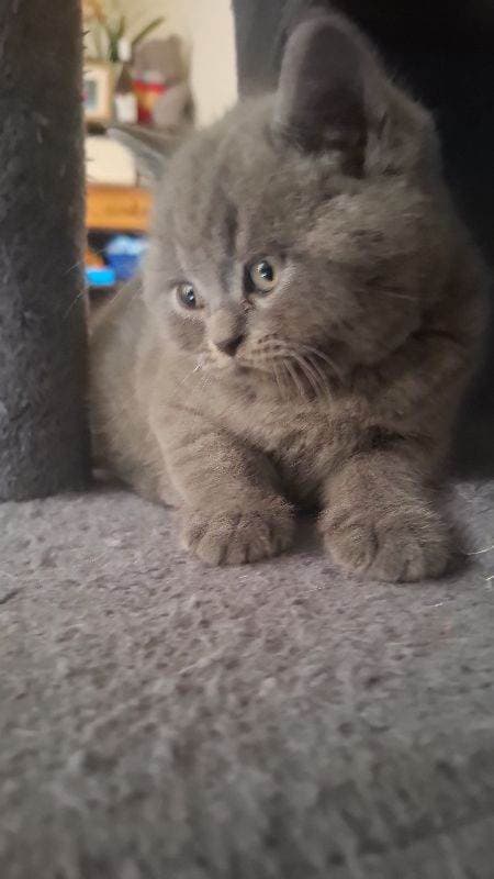 British Shorthair Kittens Ready to Leave Now