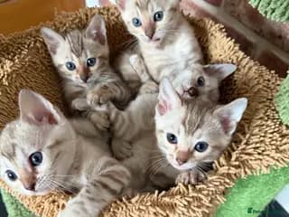 TICA SnowLynx Bengal Kittens