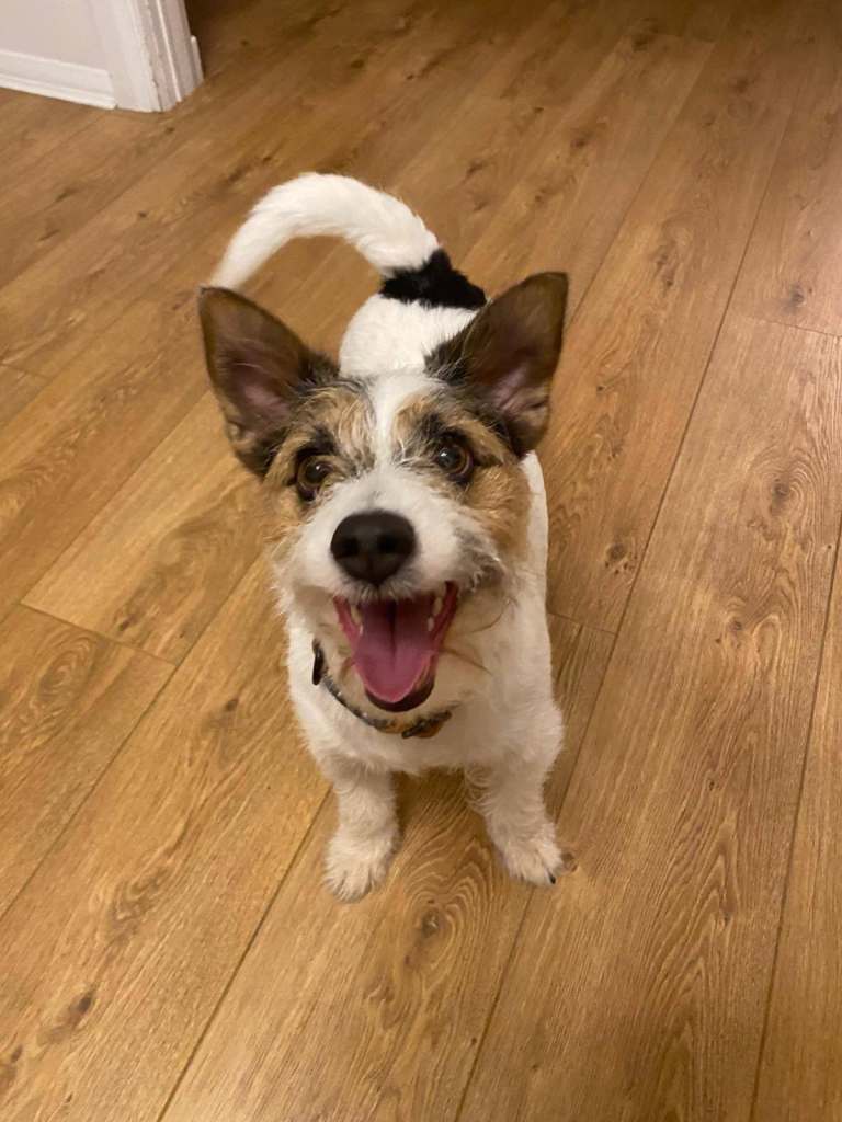 Beautiful Jack Russell