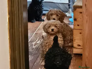 Cockerpoo F1b Pups for Sale (Only 3 Left)