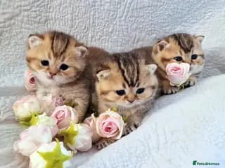 Golden British Shorthair Kittens for Sale