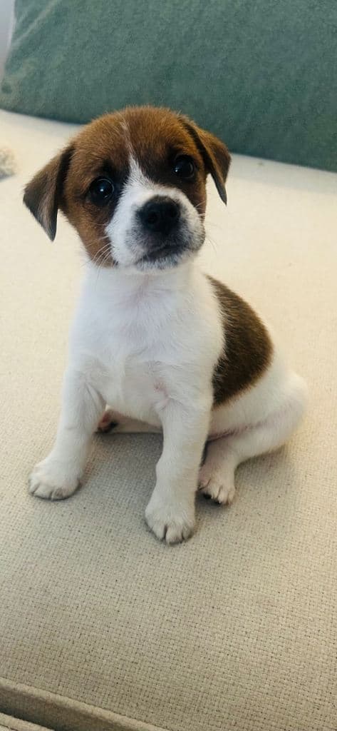 Jack Russell Puppy Ready for New Home