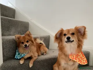 Rehoming Pomeranian & Mixed Breed Hybrid Dogs