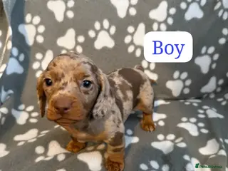 Miniature dachshund