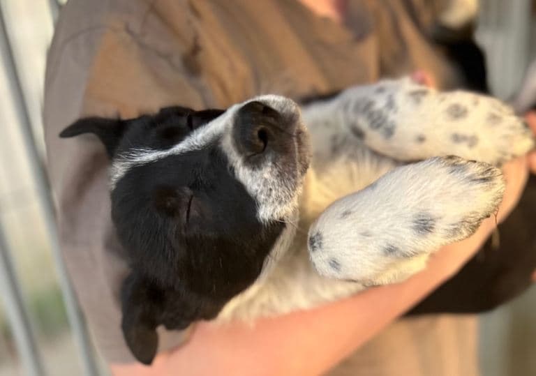 3 Female Pure Breed Border Collie Pups Available