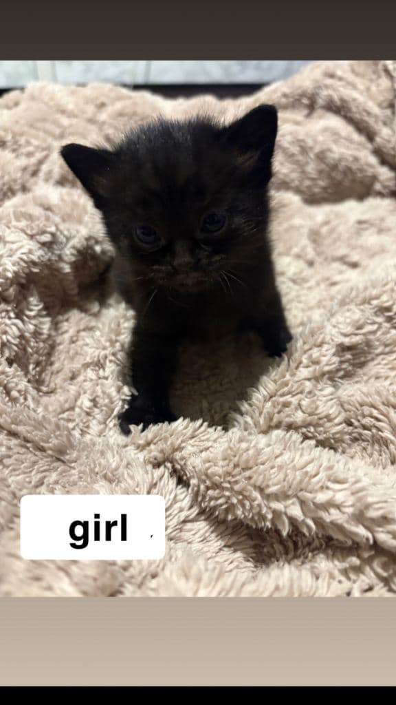 2 Kittens Ready to Leave in 1 Week