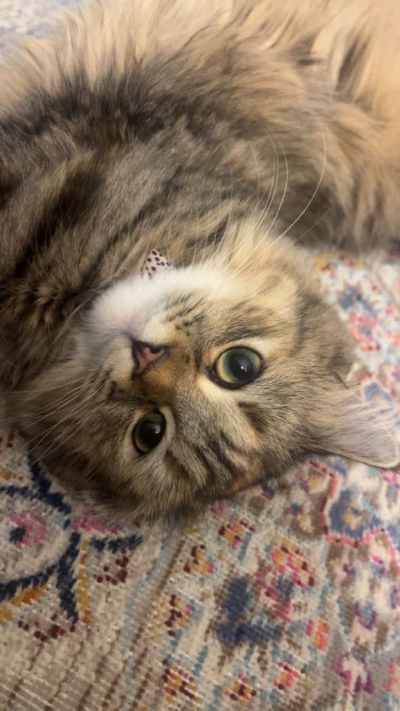 11 Month Old Siberian Kitten - Not Neutered