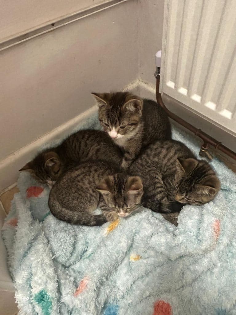 Half Ragdoll Half American Shorthair Kittens